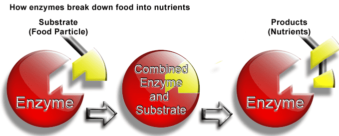 infertility-natural-healing-probiotics-and-enzymes-5